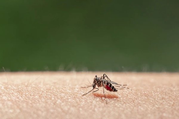 爱配资 蚊子会被热死吗？关于蚊子的十大疑问