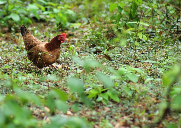 双融配资 “清远鸡王”天农闯港股：鸡卖名声、猪赚现金，鸡猪双周期冲击下净利频走极端